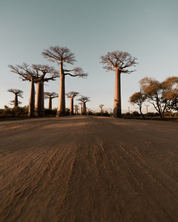 Climate Change Is Killing These Ancient Trees — But That’s Just Part of the Story